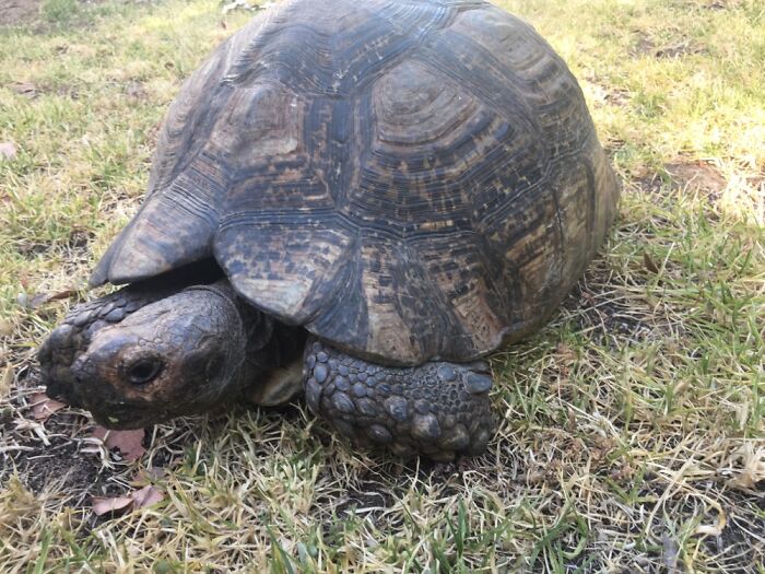 This Is Dorothy, The Spoilt Kid In The Family That Everyone Loves The Most