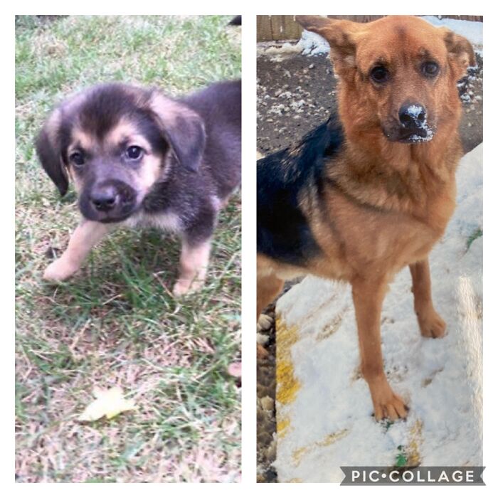 Bravo 8 Weeks And 4 Years Old. He’s Truly The Best Boy Ever