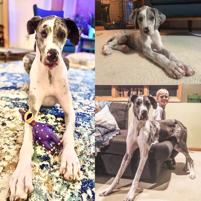 7 Week Old Wonder Grew Into Wonder Woman! ❤️💛💙