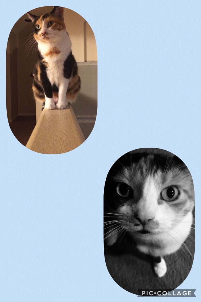 Colored One Is One We Adopted Her At The Age F 1