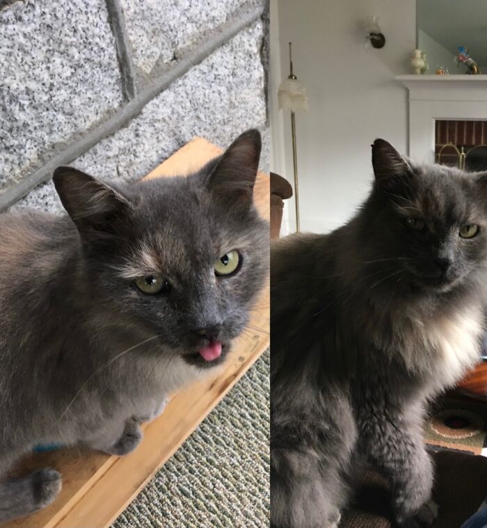 When She First Wandered Onto The Porch About A Year Ago vs. Today. Meet Paulina A Very Good Girl