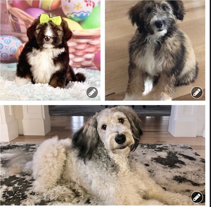 My Bernedoodle "Snickerdoodle Dandy" Aka Snickers. He's Sweet.