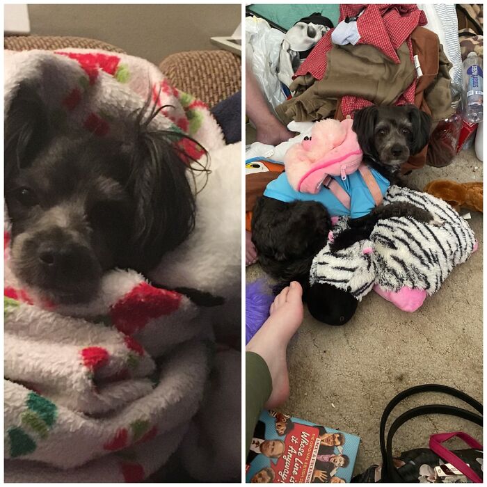 Charlie As A Puppy. Now Almost 5 Years Later Looking Completely Different.