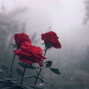 haneenbaioumy avatar