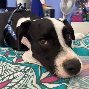 andreacruzadosilva avatar