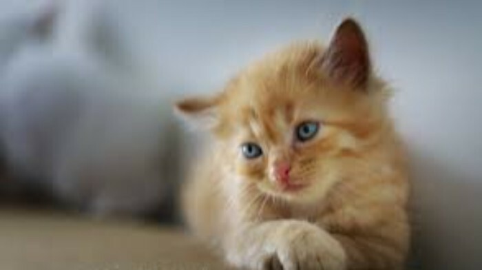 Special Blue Eyed Cat