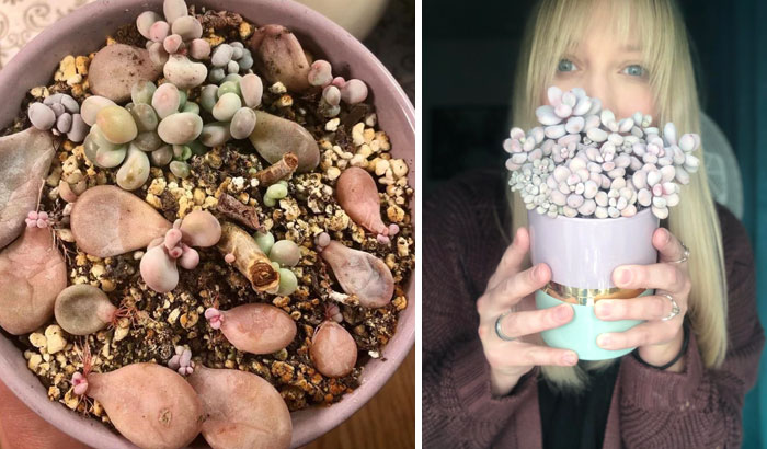 Moonstone Babies Progress In Almost A Year