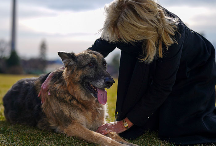 Los perros de Biden se han mudado a la Casa Blanca y las imágenes son sencillamente preciosas (11 imágenes)