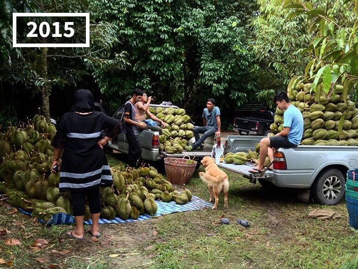 Golden Retriever Named Jubjib Is A ‘Durian Harvester’ Who Has Been Adorably Posing For Family Harvest Pics Since 2014 Golden Retriever Named Jubjib Is A ‘Durian Harvester’ Who Has Been Adorably Posing For Family Harvest Pics Since 2014