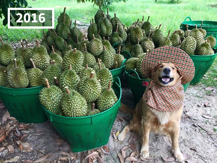 Golden Retriever Named Jubjib Is A ‘Durian Harvester’ Who Has Been Adorably Posing For Family Harvest Pics Since 2014 Golden Retriever Named Jubjib Is A ‘Durian Harvester’ Who Has Been Adorably Posing For Family Harvest Pics Since 2014