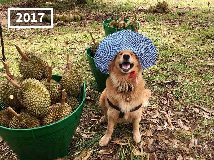 Golden Retriever Named Jubjib Is A ‘Durian Harvester’ Who Has Been Adorably Posing For Family Harvest Pics Since 2014 Golden Retriever Named Jubjib Is A ‘Durian Harvester’ Who Has Been Adorably Posing For Family Harvest Pics Since 2014