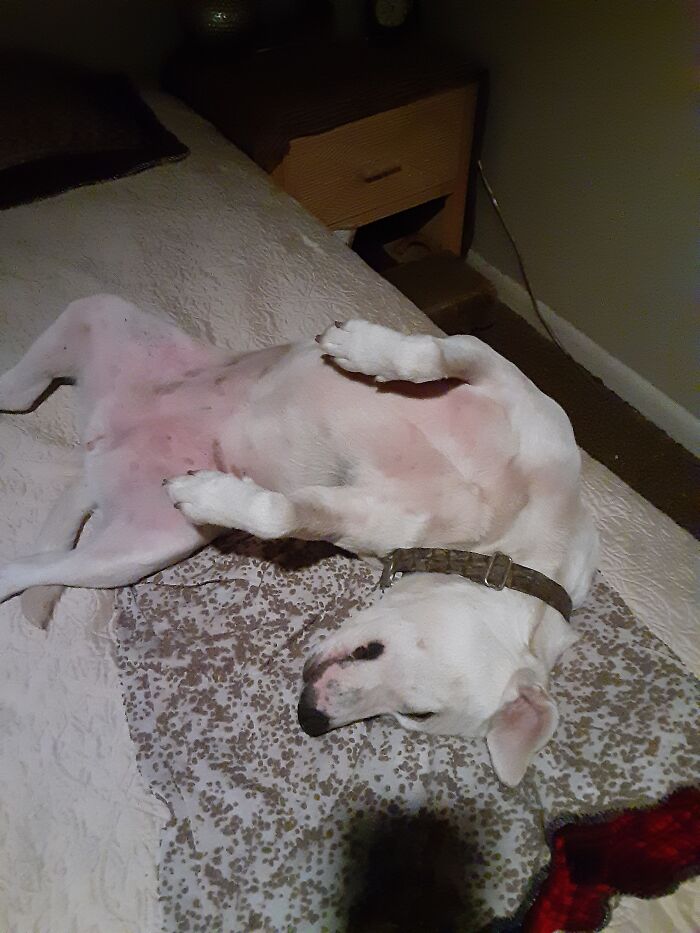 Larue After A Play Date With Her Bff. Such A Lady At All Times.