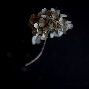 sevilyamanturk avatar