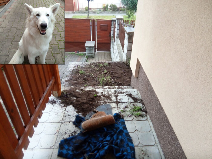 It Was Lavender In A Pot