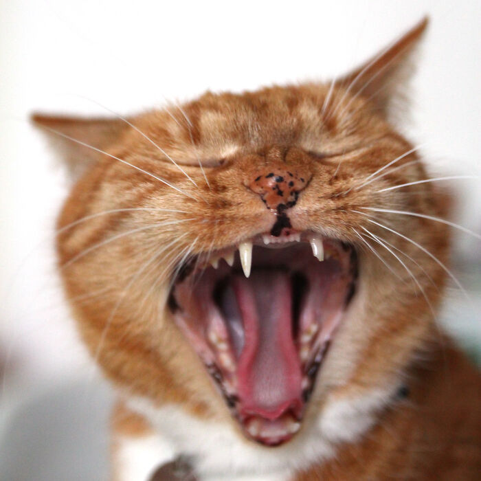 2 Brothers, 2 Photo's: Lieve