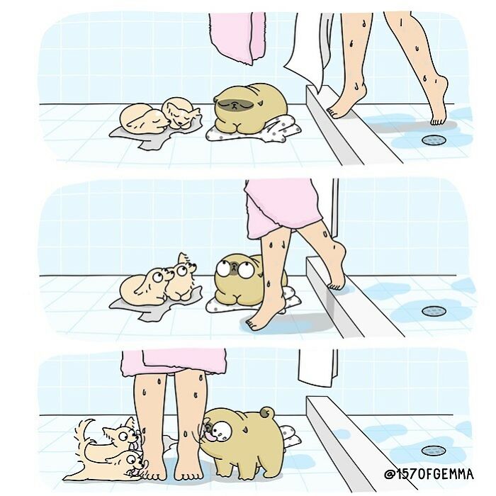 Life-With-Pug-Mochi-Comic-Gemma-Gene-157ofgemma