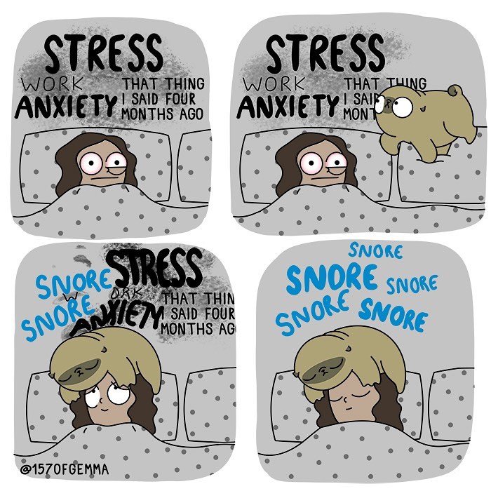 Life-With-Pug-Mochi-Comic-Gemma-Gene-157ofgemma