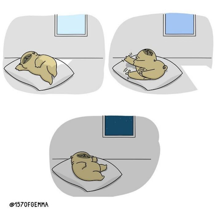 Life-With-Pug-Mochi-Comic-Gemma-Gene-157ofgemma