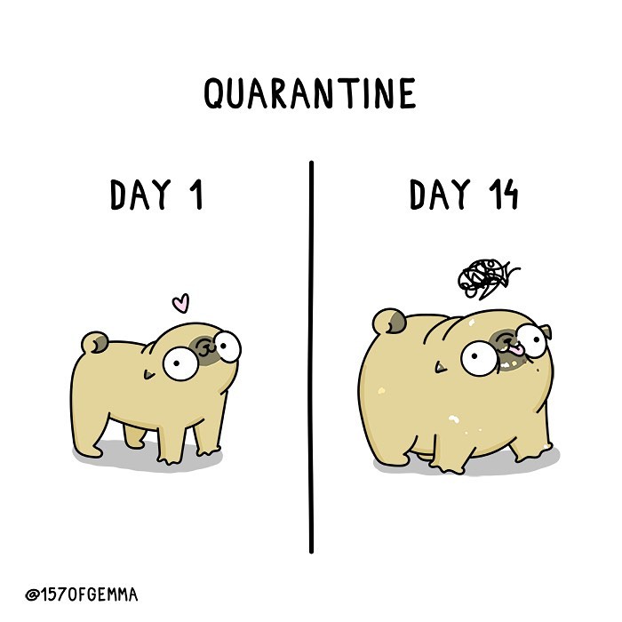 Life-With-Pug-Mochi-Comic-Gemma-Gene-157ofgemma