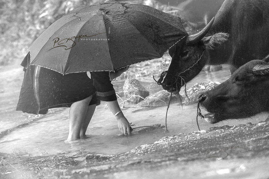 My 29 Pictures That Show The Relationship Between Buffalos And Vietnamese Farmers