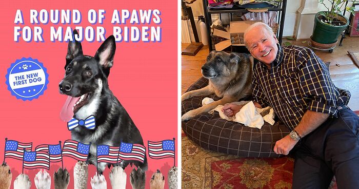 Major Biden, First Rescue Dog In The White House, Had A Virtual “Indoguration” That Attracted 10,000 Viewers