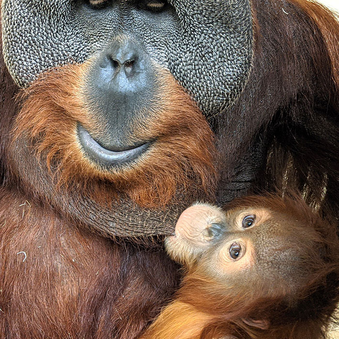 Very Uncommon In The Wild: Male Orangutan Steps Up To Take Care Of His Daughter After Mom's Death Very Uncommon In The Wild: Male Orangutan Steps Up To Take Care Of His Daughter After Mom's Death