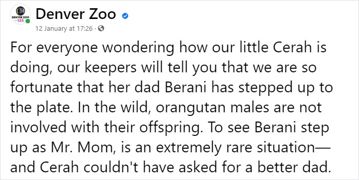 Very Uncommon In The Wild: Male Orangutan Steps Up To Take Care Of His Daughter After Mom's Death