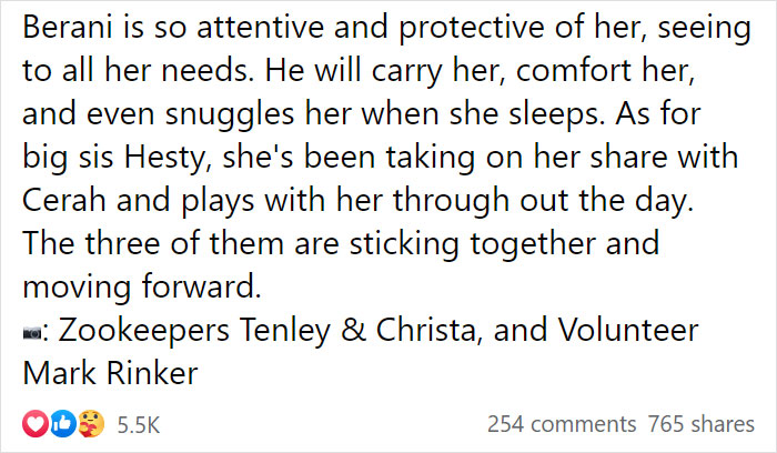 Very Uncommon In The Wild: Male Orangutan Steps Up To Take Care Of His Daughter After Mom's Death