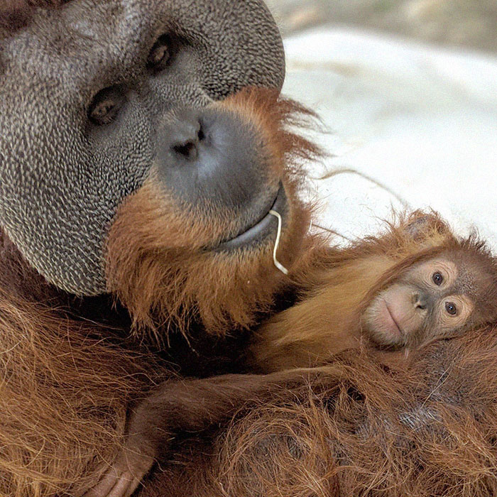 Very Uncommon In The Wild: Male Orangutan Steps Up To Take Care Of His Daughter After Mom's Death