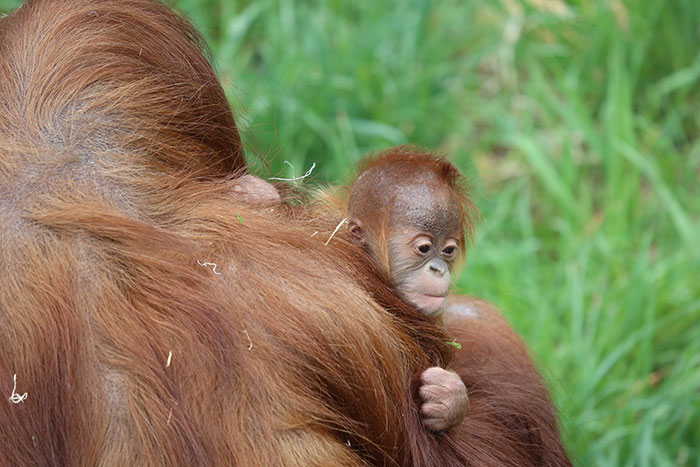 Very Uncommon In The Wild: Male Orangutan Steps Up To Take Care Of His Daughter After Mom's Death