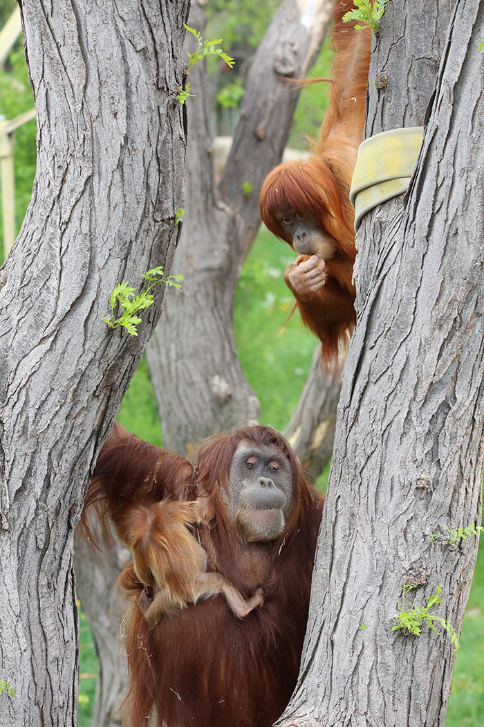 Very Uncommon In The Wild: Male Orangutan Steps Up To Take Care Of His Daughter After Mom's Death