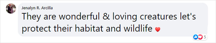 Very Uncommon In The Wild: Male Orangutan Steps Up To Take Care Of His Daughter After Mom's Death