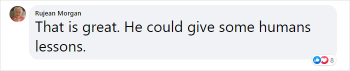 Very Uncommon In The Wild: Male Orangutan Steps Up To Take Care Of His Daughter After Mom's Death