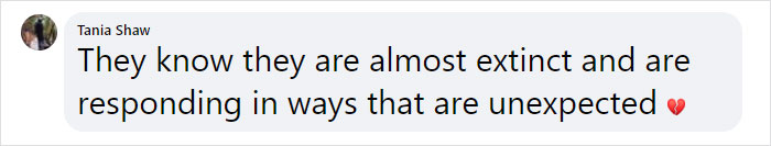 Very Uncommon In The Wild: Male Orangutan Steps Up To Take Care Of His Daughter After Mom's Death