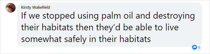 Very Uncommon In The Wild: Male Orangutan Steps Up To Take Care Of His Daughter After Mom's Death