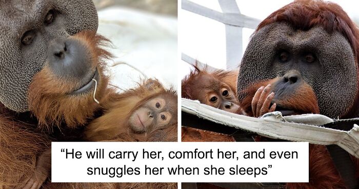 Very Uncommon In The Wild: Male Orangutan Steps Up To Take Care Of His Daughter After Mom’s Death