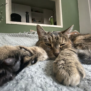 lamijaherenda avatar