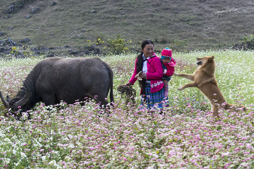 My 29 Pictures That Show The Relationship Between Buffalos And Vietnamese Farmers
