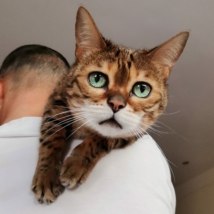 Bengal Molly Chan