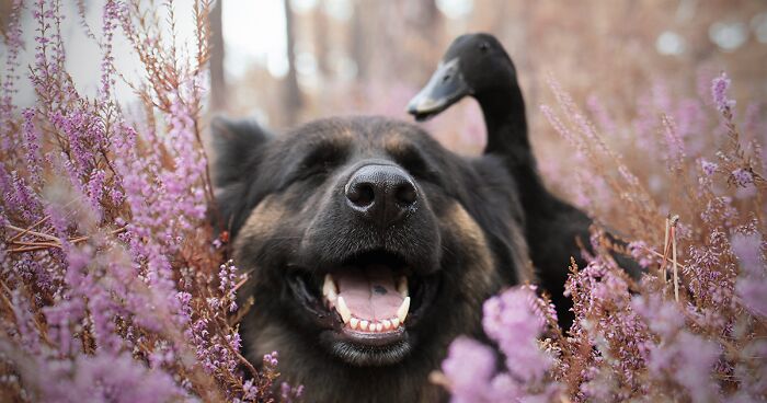 I Capture The Unexpected Friendship Between My Dog And My Birds On Film (27 New Pics)