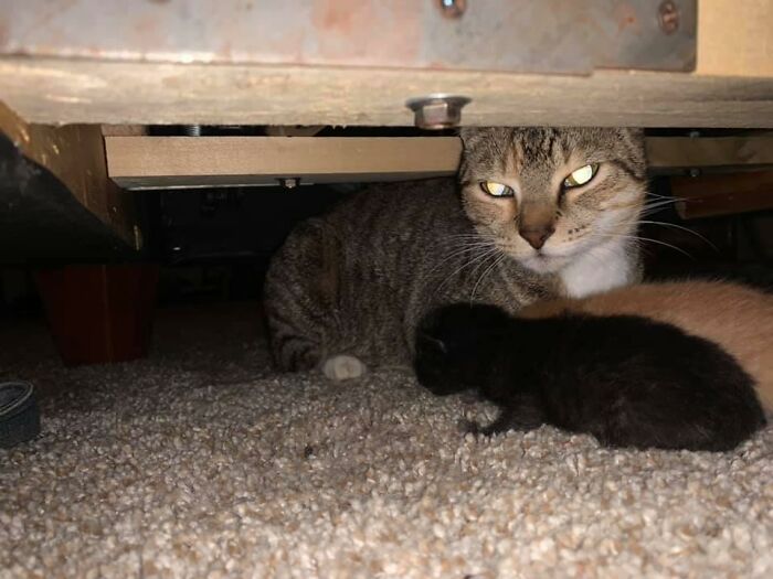 I Have Two Stray Babies That I’ve Been Feeding And Petting And One Of Them Just Had Babies