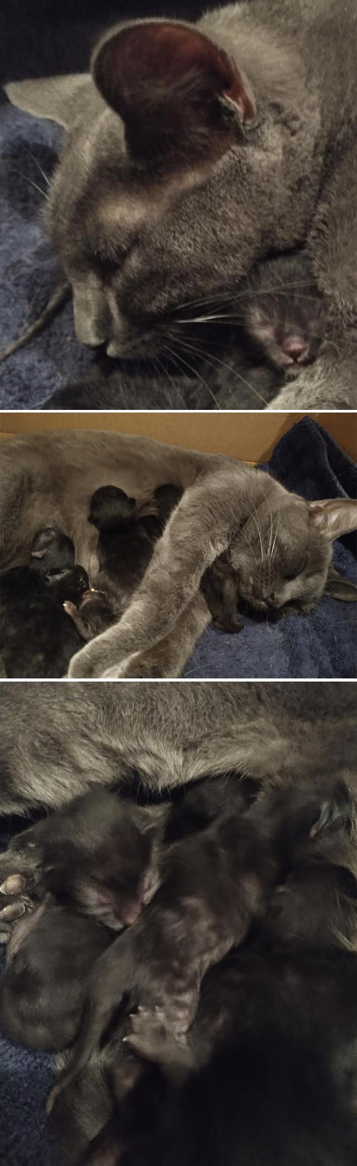 Christmas Babies!!! Final Count: 6