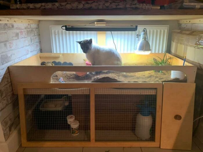 Walked In The Room To This.... The Tortoises Are Mine... I Don’t However Own A Cat