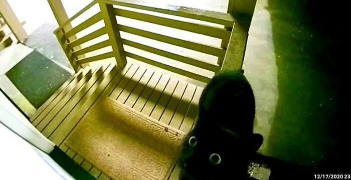 My Ring Camera, Not My Cat!