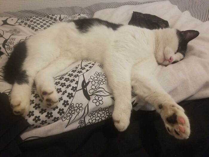 It Snowed Last Night So Dexter The Feral Snuck In For A Heccin' All-Day Snooze... My Guest Bedroom, Not My Cat