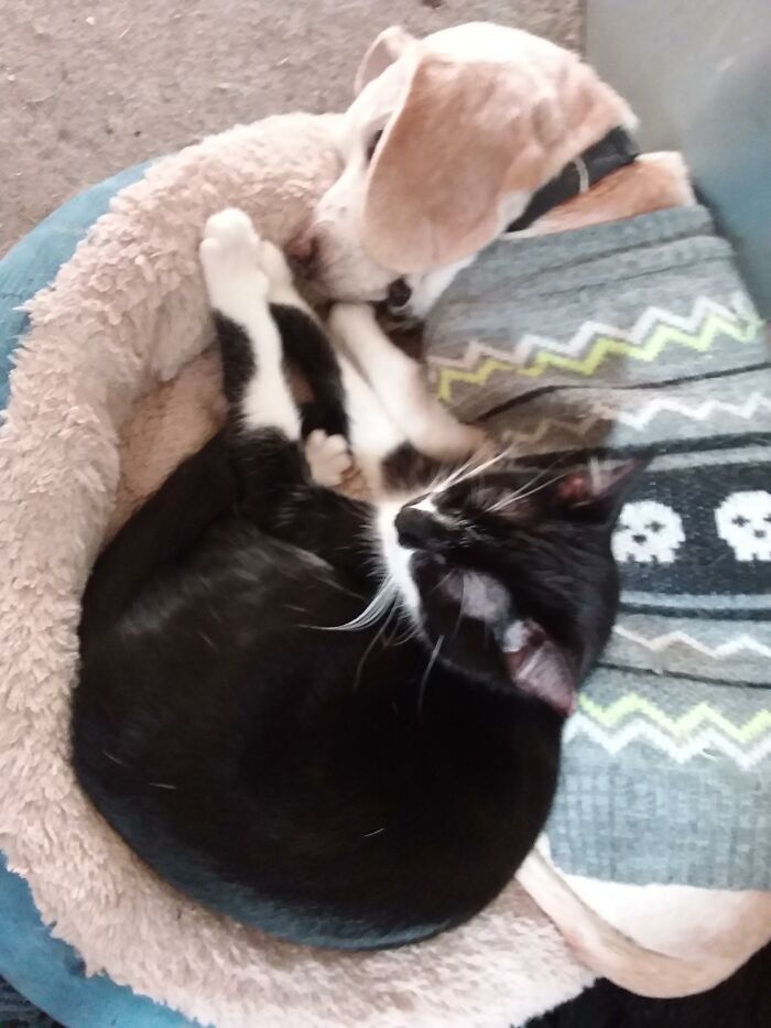 A Couple Of Weeks Ago, This Girl Sat Outside My Front Door Meowing. I Let Her In Until We Could Find Out Where She Lives, No One's Come For Her And Now She Acts Like She Lives Here