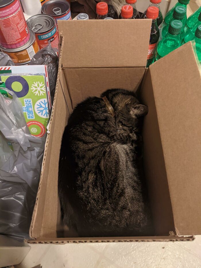 Wrapping Gifts... Not My Cat, But A 20 Yr Old Gift