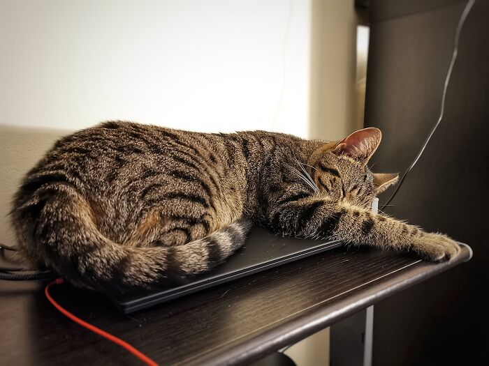 My Apartment, Not My Cat - Part 29: Work Video Calls