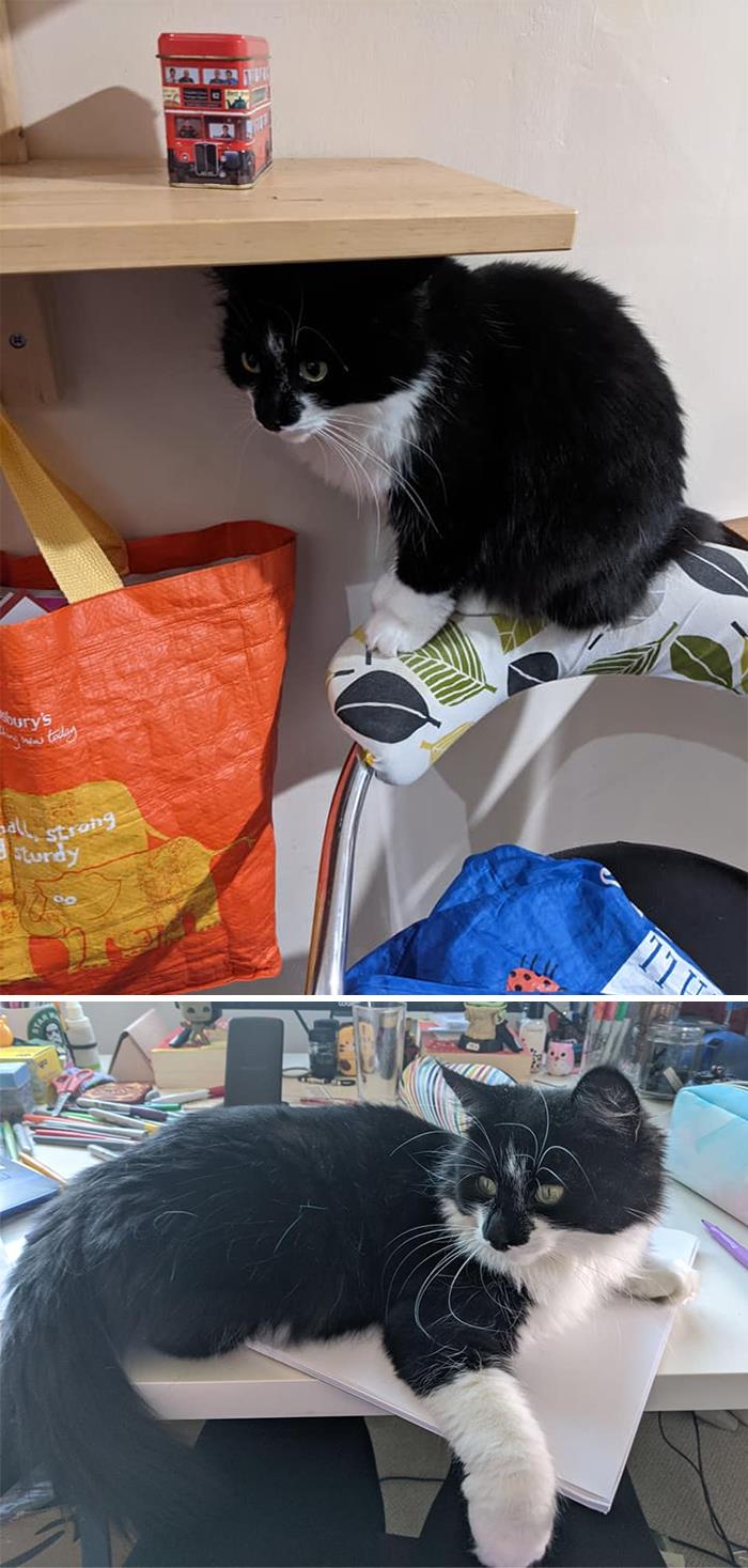 Raven Is Still Not My Cat. She Very Much Has A Owner And *feels Guilty* A Little Brother. I Stopped Leaving Food Out And Gave Only Pets And Some Catnip And The Occasional Treat