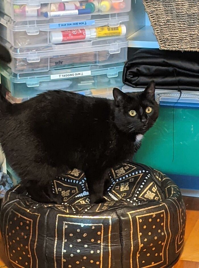 Once Upon A Time, A Year Or So Ago, A Stray Cat Would Sneak In The Cat Door In The Middle Of The Night To Eat My Kitties' Food